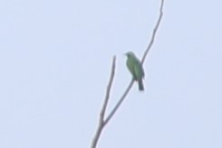 Golden-fronted Leafbird - Gannu 03