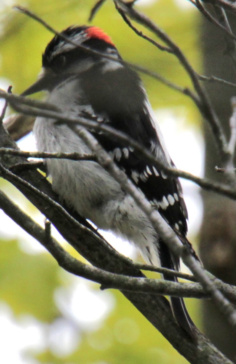 Downy Woodpecker (Eastern) - Samuel Harris