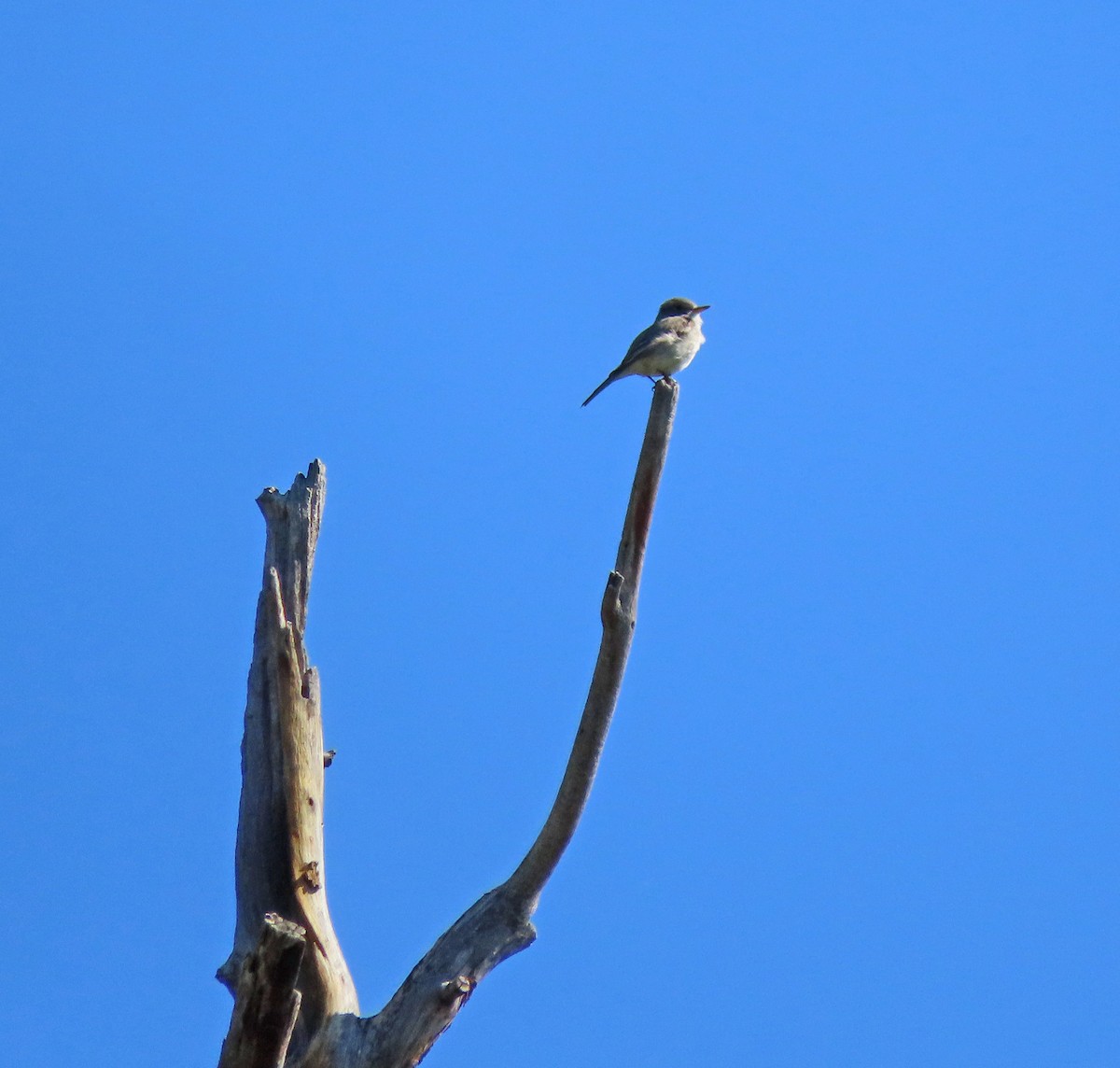 Gray Flycatcher - Pam Laing