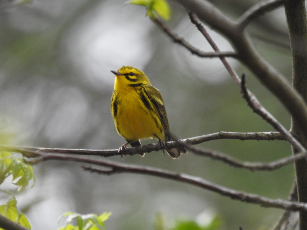 Prairie Warbler - ML618917127