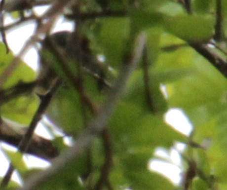 Blue-headed Vireo - Samuel Harris