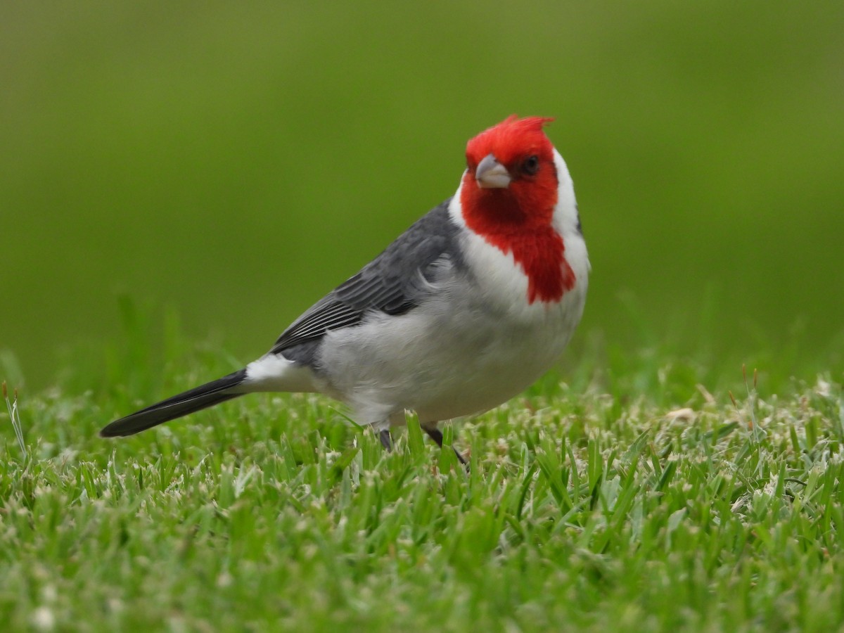 Red-crested Cardinal - ML618917136