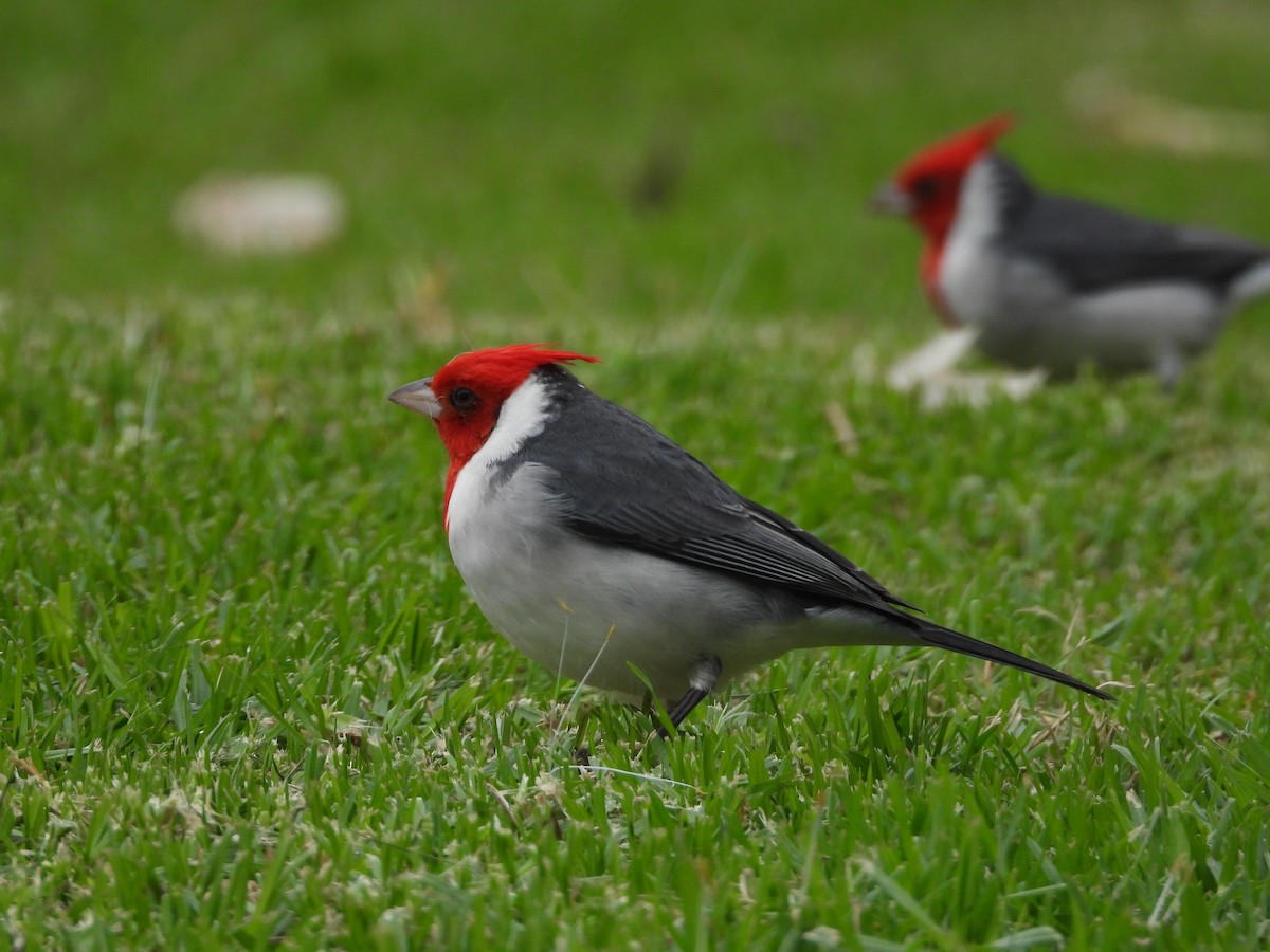 Red-crested Cardinal - ML618917137