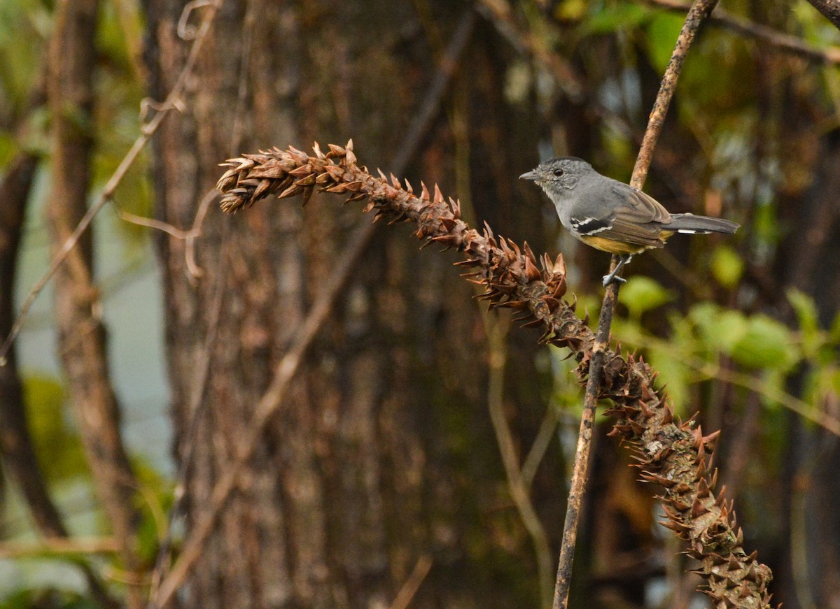 Variable Antshrike - Silmar Primieri