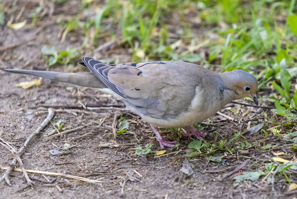 Mourning Dove - Larry Stephan