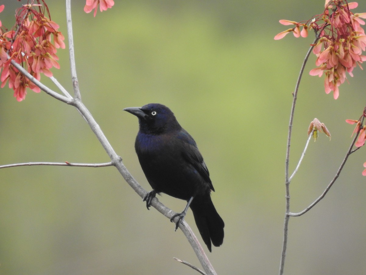 Common Grackle - ML618917173