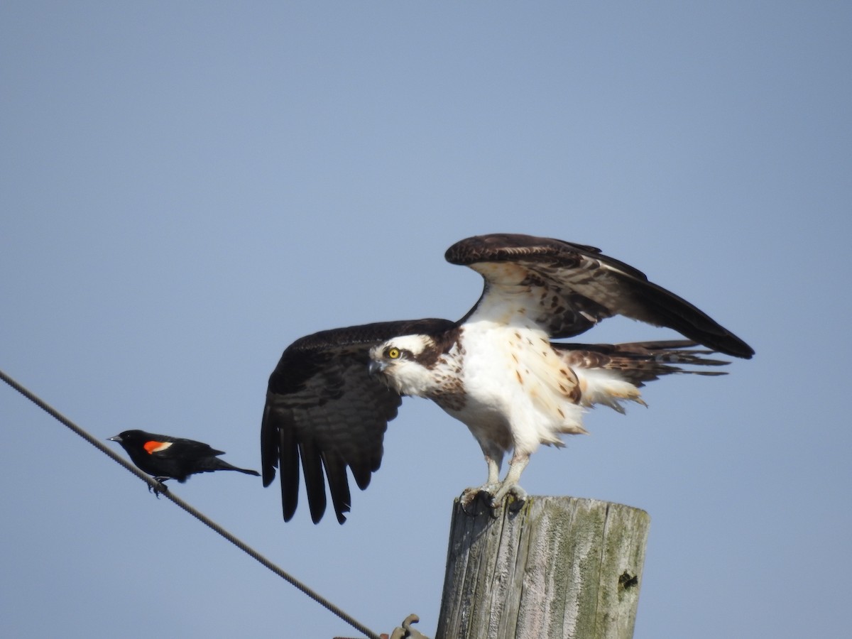 Águila Pescadora - ML618917178