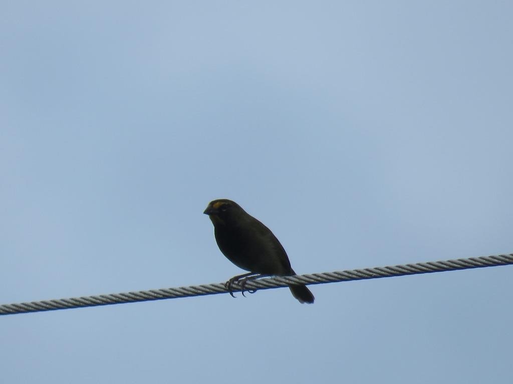 Yellow-faced Grassquit - DANIEL HERRERA