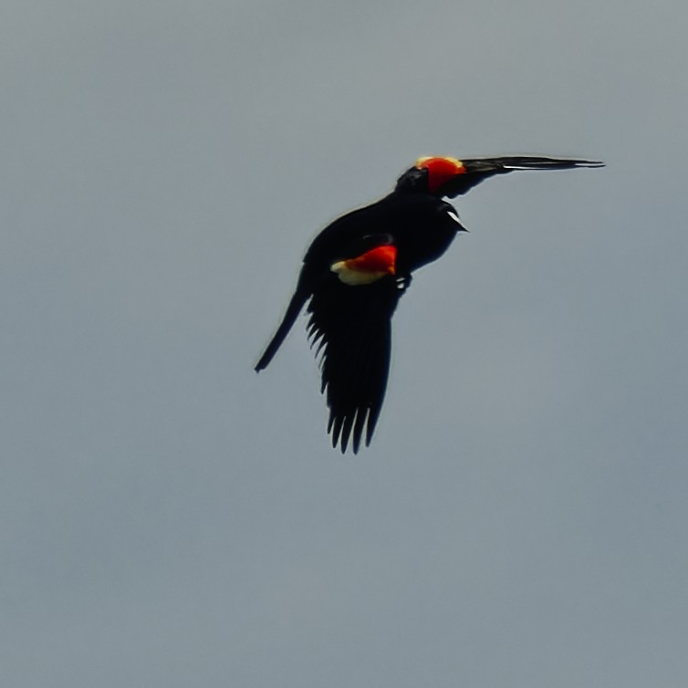 Red-winged Blackbird - Ralph Miner