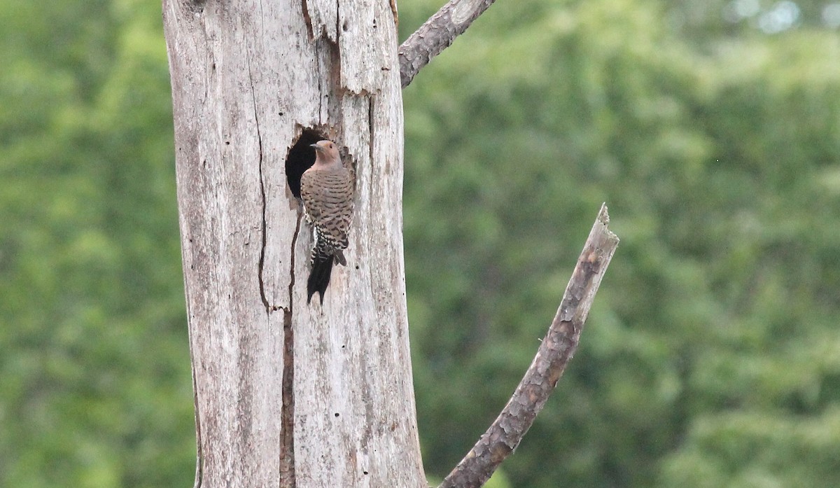 Northern Flicker (Yellow-shafted) - ML618917215