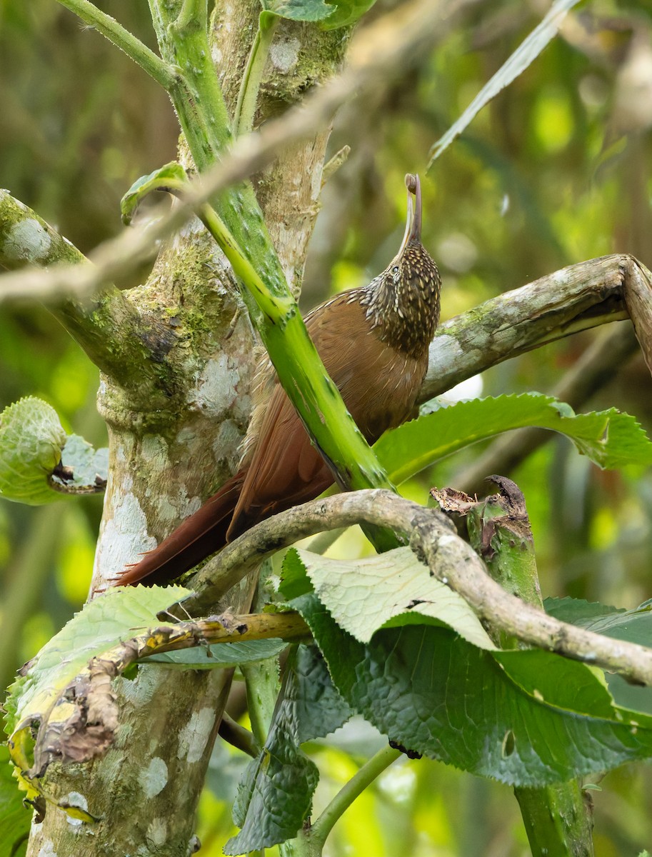 Montane Woodcreeper - Joe Aliperti