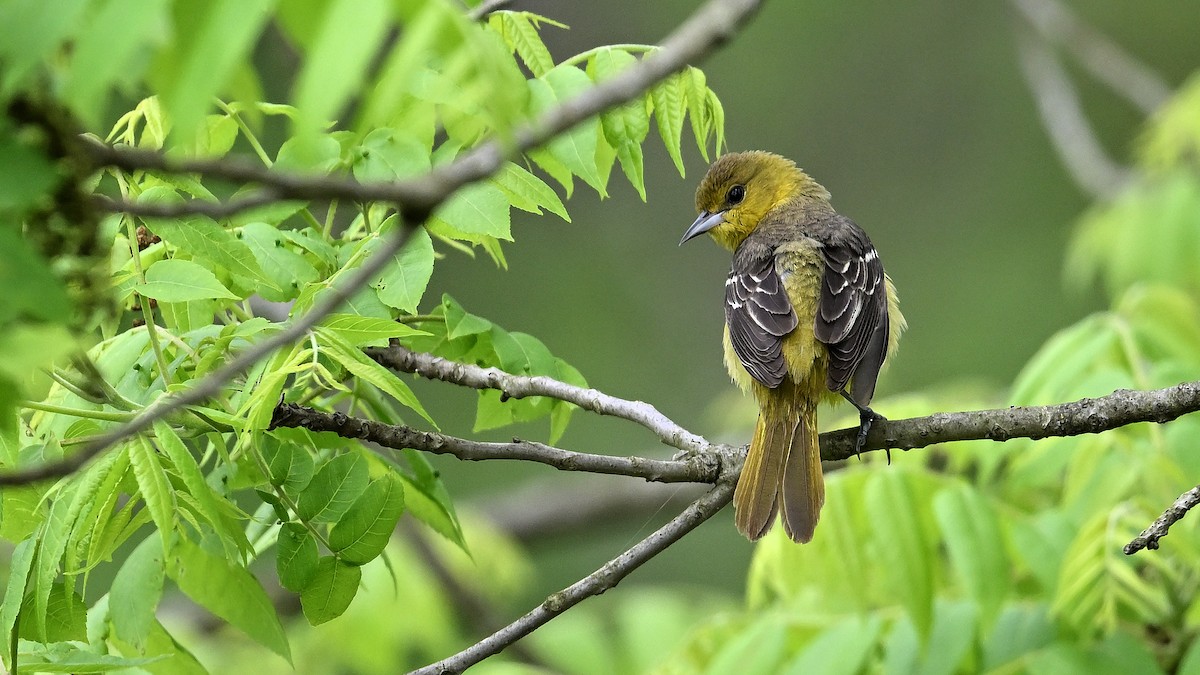 Orchard Oriole - Soren Bentzen