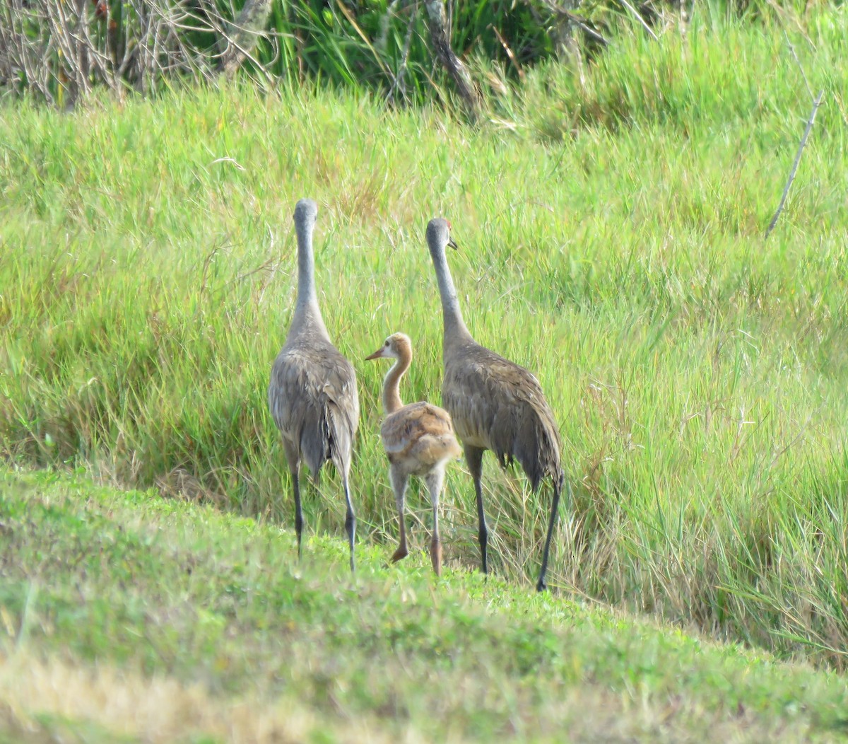 Sandhill Crane (pratensis) - Guiller Mina