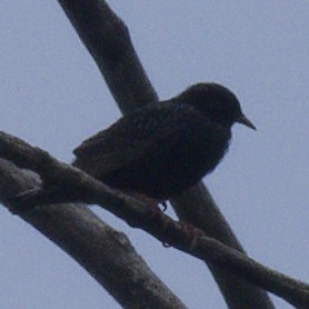 European Starling - Ralph Miner