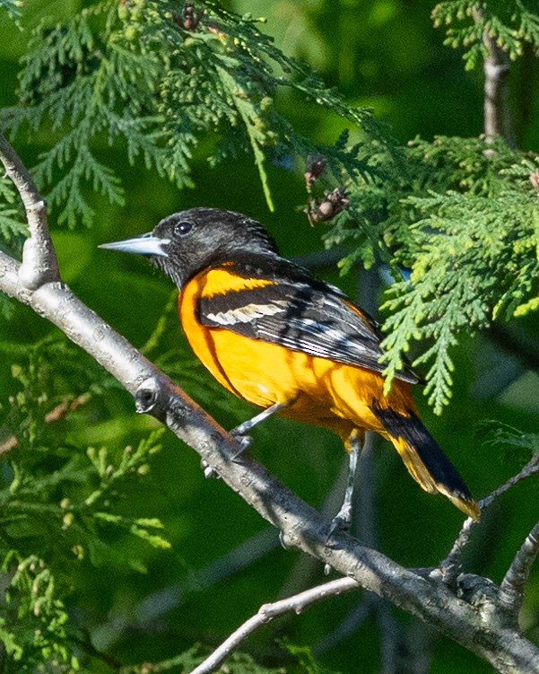Baltimore Oriole - Larry Stephan