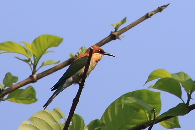 Chestnut-headed Bee-eater - ML618917262