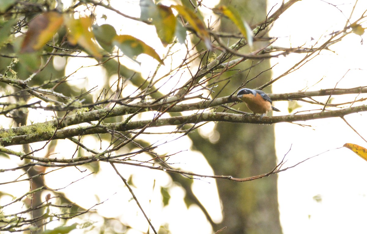 Fawn-breasted Tanager - ML618917266