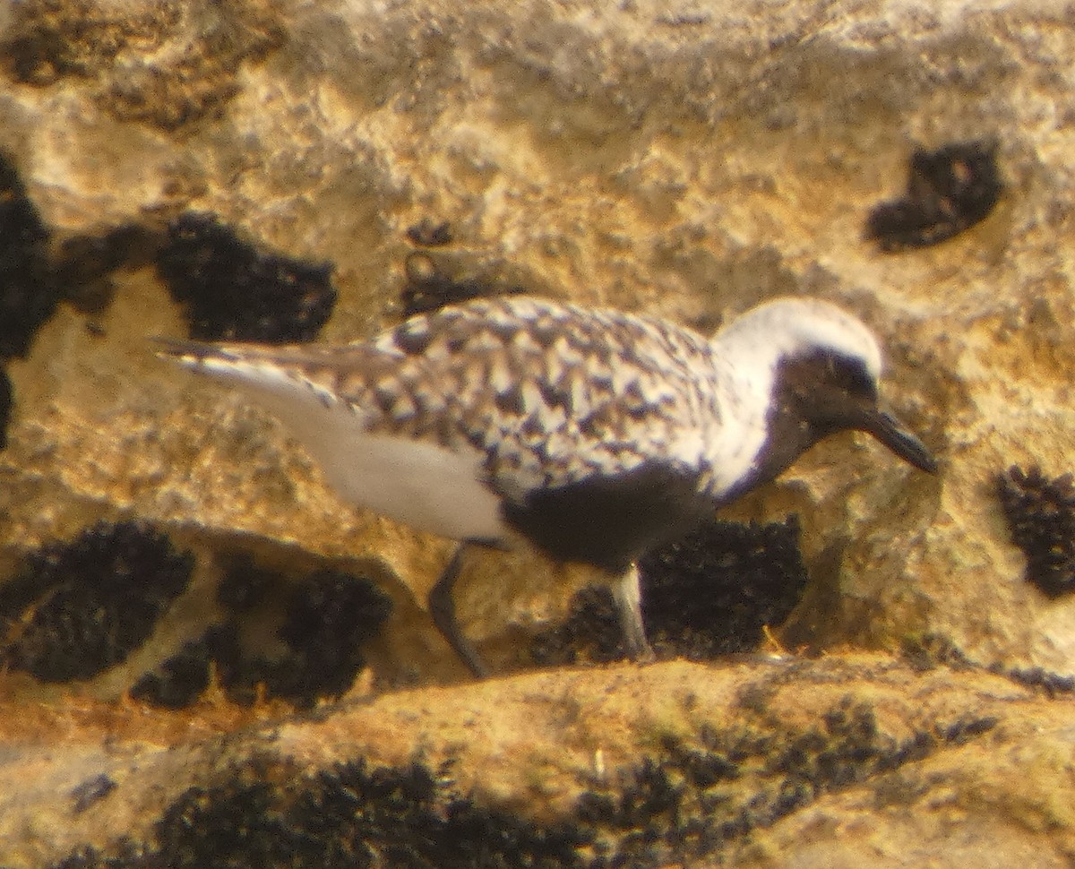 Black-bellied Plover - John Pool