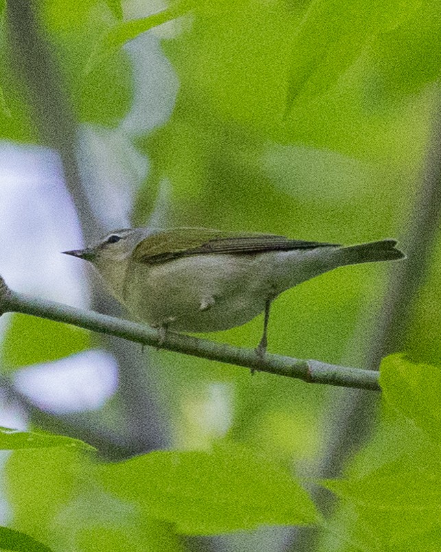 Tennessee Warbler - Larry Stephan