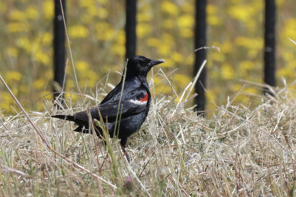 Tricolored Blackbird - Gil Ewing