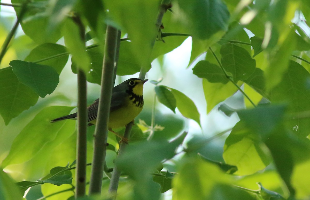 Paruline du Canada - ML618917292