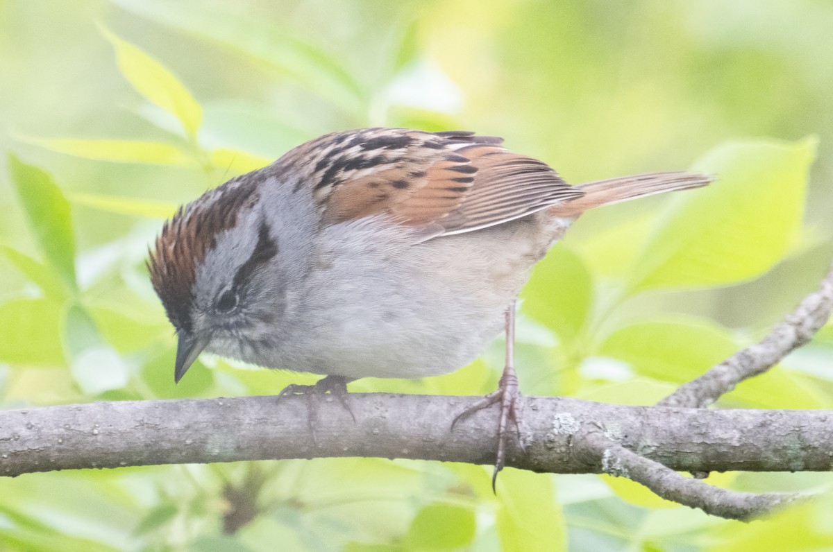 Swamp Sparrow - Nick Winograd