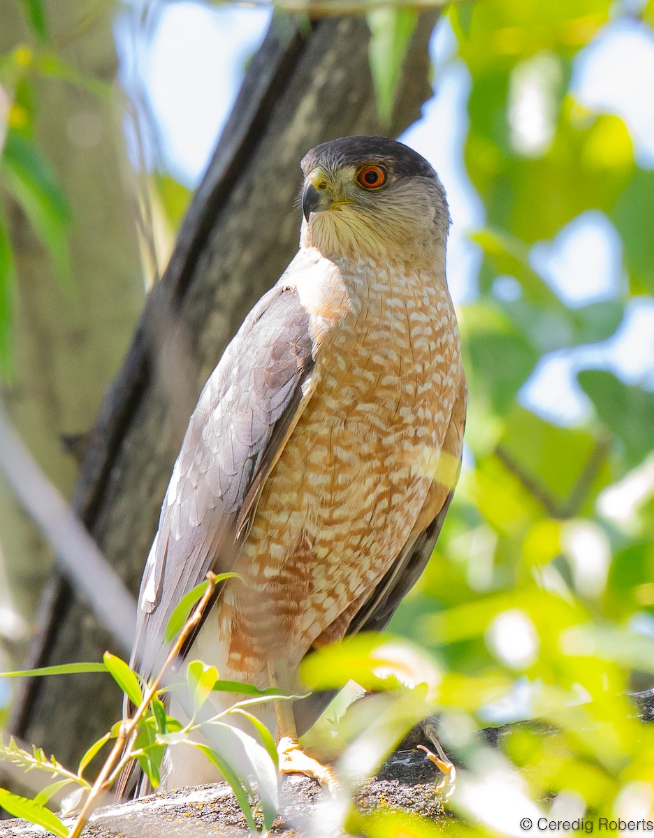 Cooper's Hawk - ML618917313