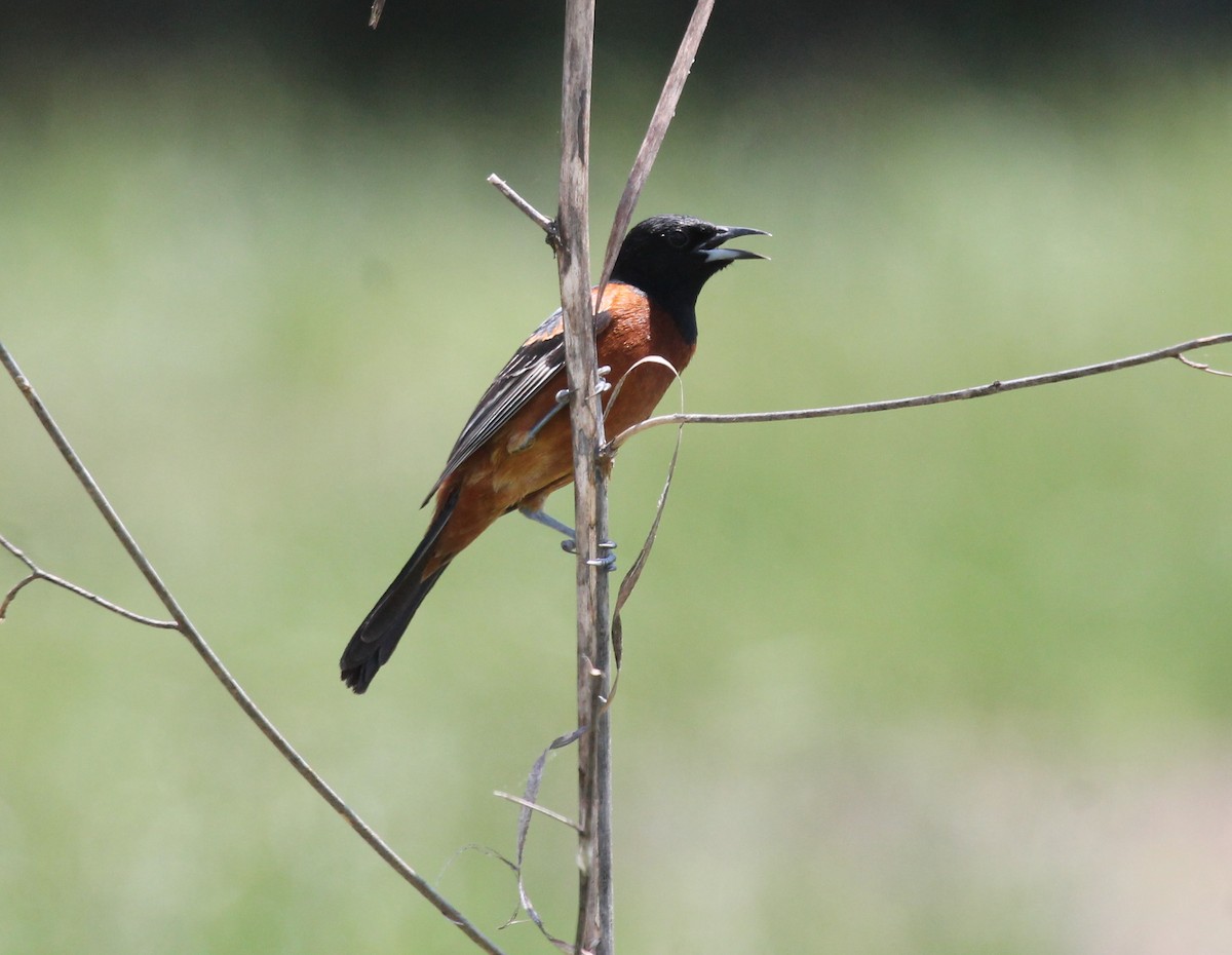 Orchard Oriole - ML618917315
