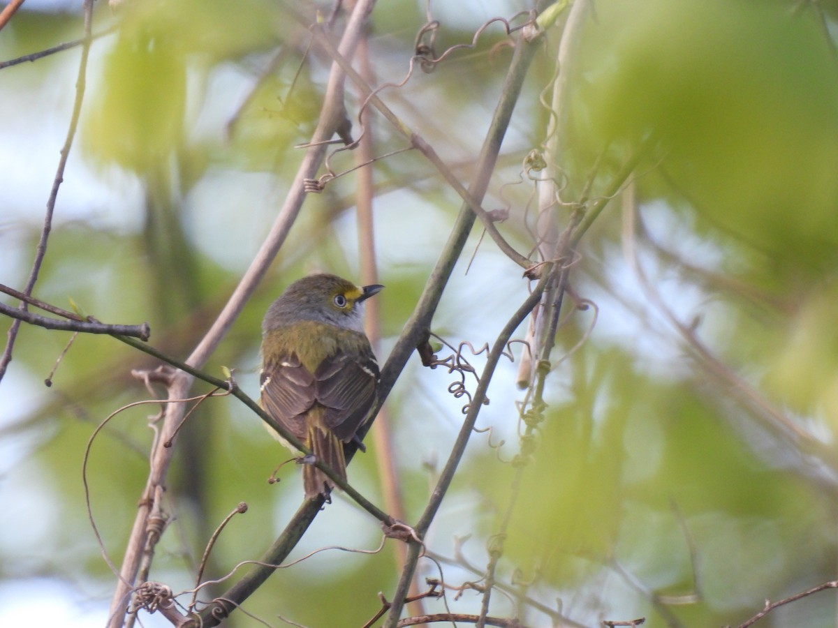 White-eyed Vireo - Jay Solanki