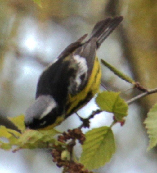 Magnolia Warbler - ML618917341