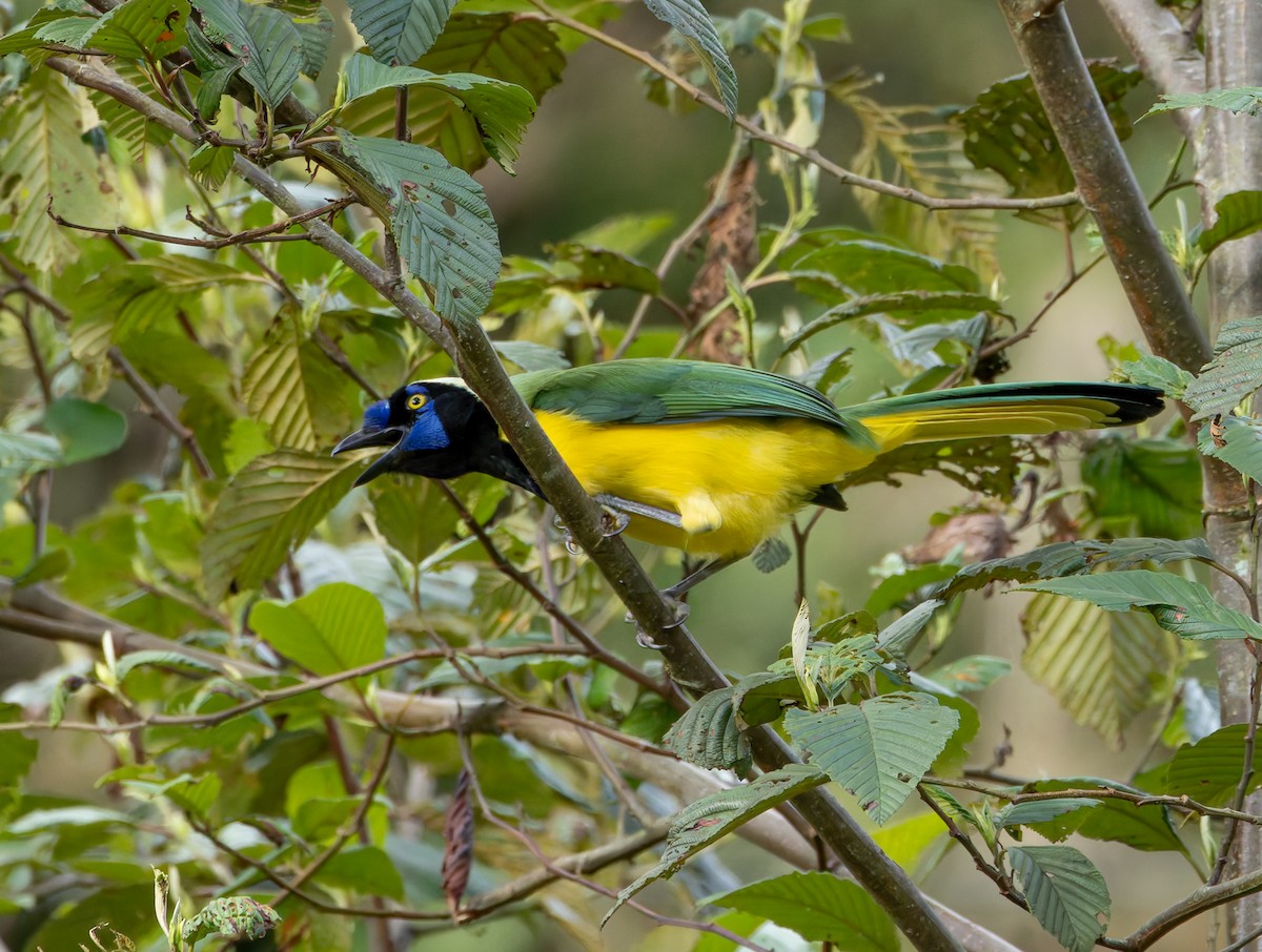 Green Jay - Joe Aliperti