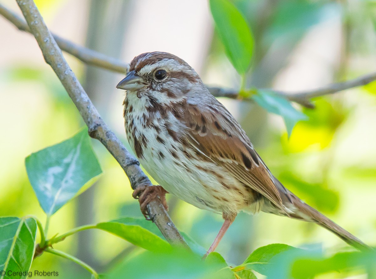 Song Sparrow - Ceredig  Roberts