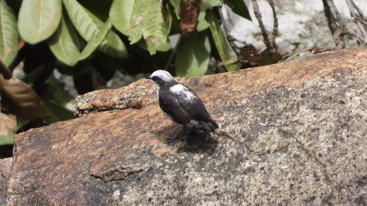 White-capped Dipper - ML618917377