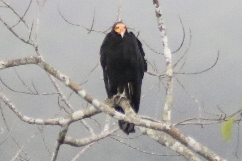 Greater Yellow-headed Vulture - ML618917389