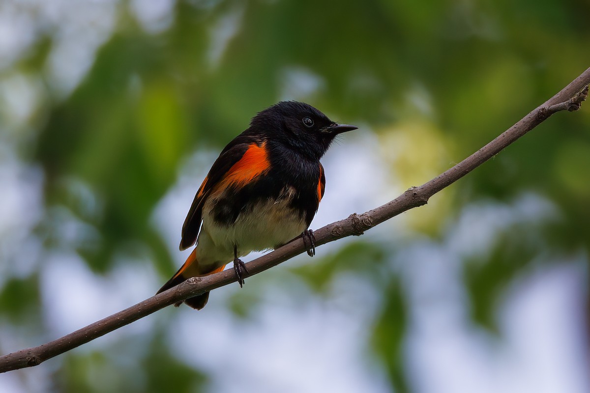 American Redstart - Matt Boley