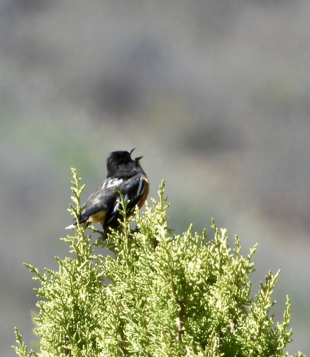 Spotted Towhee - Erin Jones