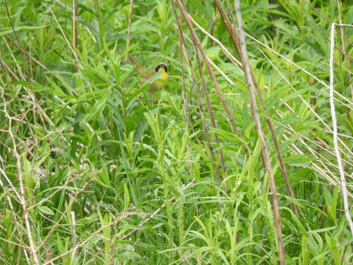 Common Yellowthroat - brian kane