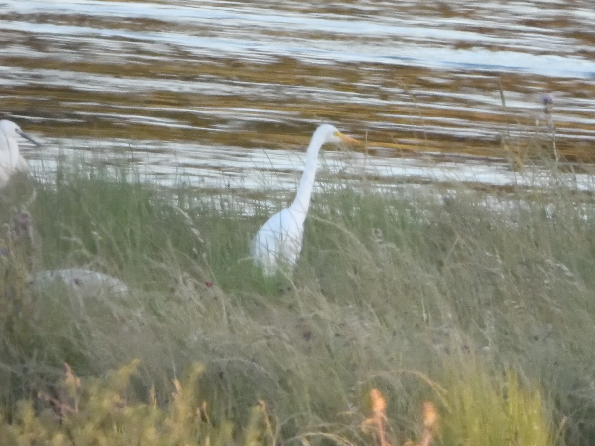 Yellow-billed Egret - Miguel Martín Jiménez