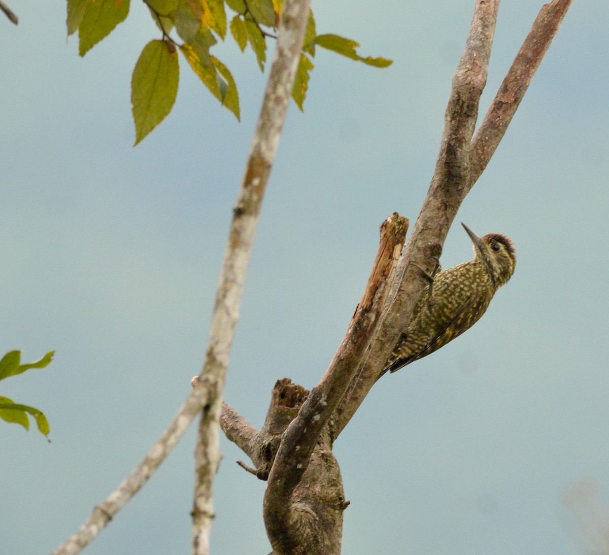 White-spotted Woodpecker - Silmar Primieri