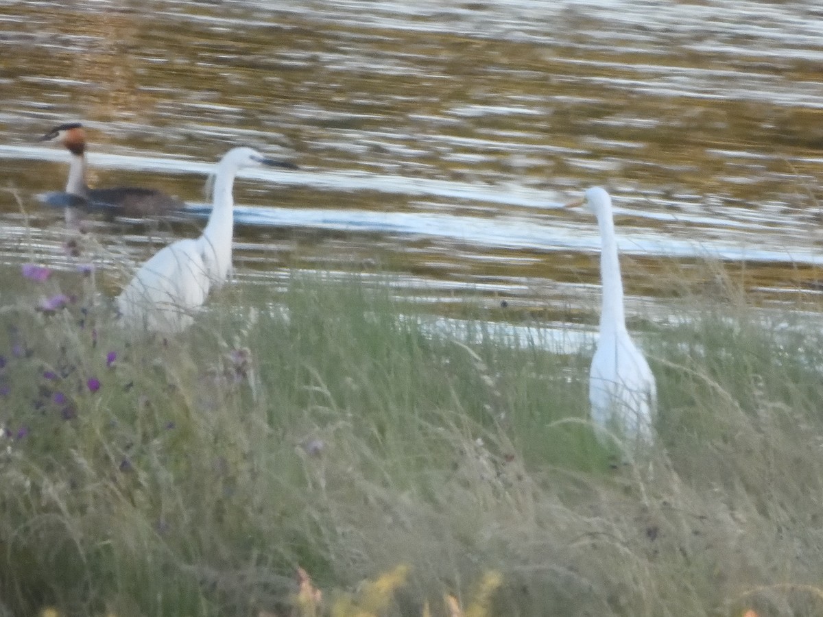 Yellow-billed Egret - ML618917489