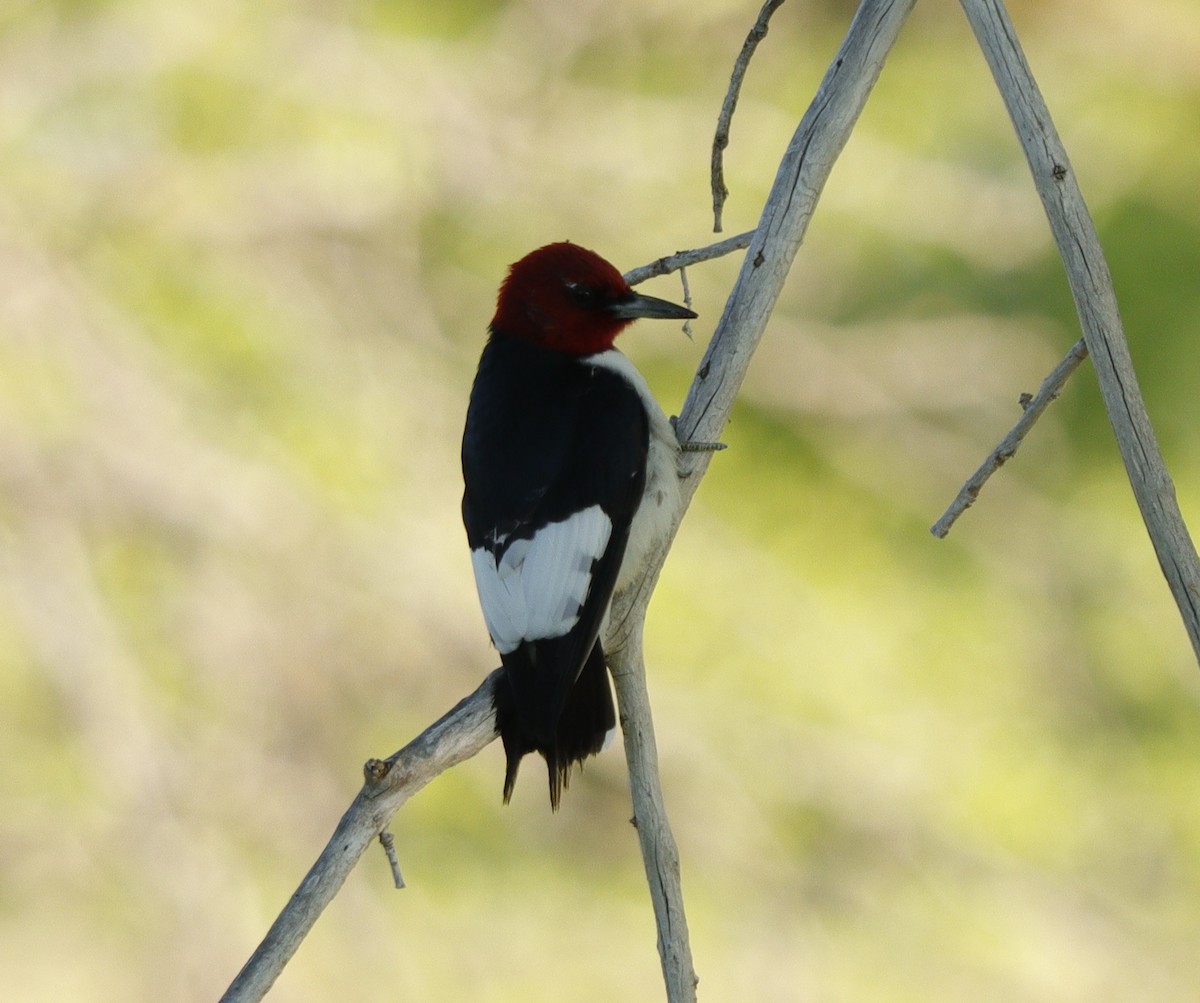 Red-headed Woodpecker - Eric B