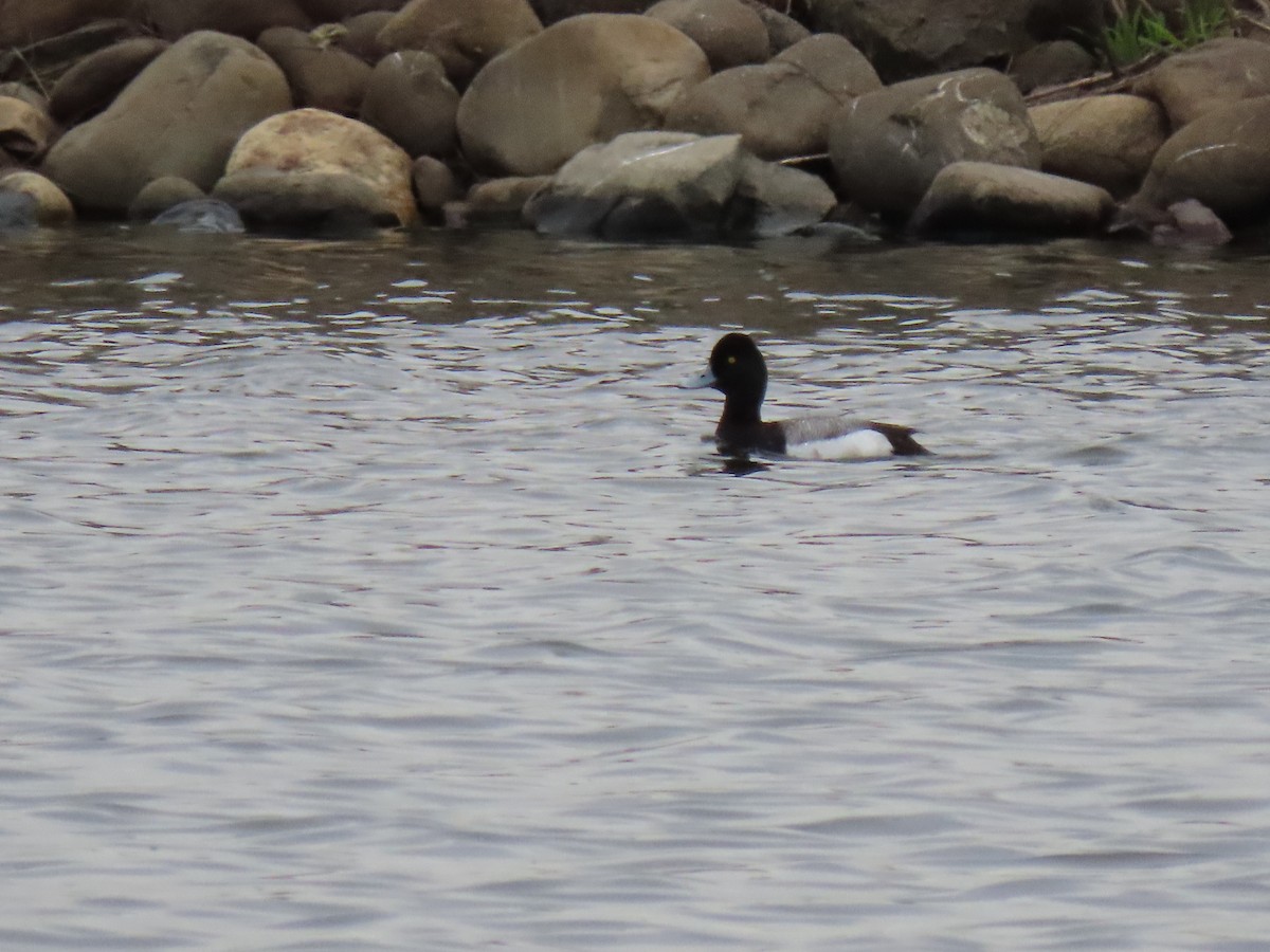 Lesser Scaup - Marcel Lamontagne