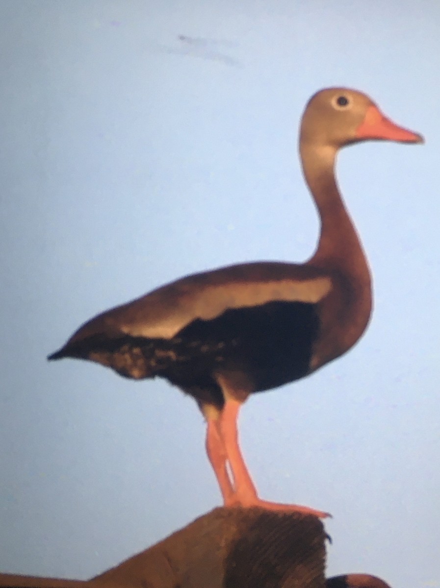 Black-bellied Whistling-Duck - ML618917525