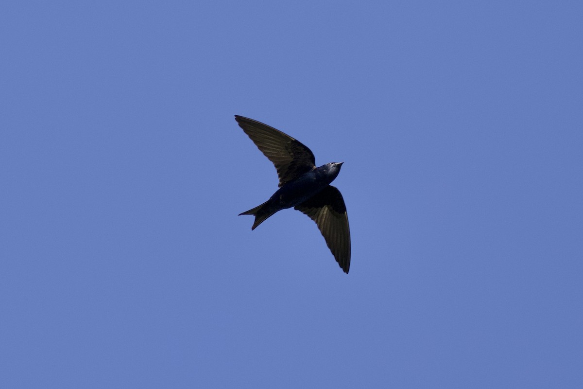 Purple Martin - Nicole Desnoyers