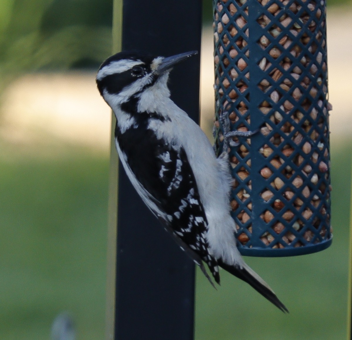 Hairy Woodpecker - Eric B