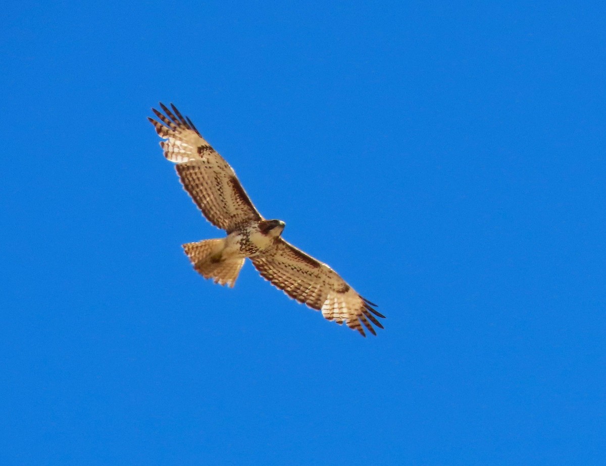 Red-tailed Hawk - Sandy Beranich