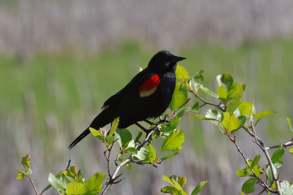 Red-winged Blackbird - Paul Prappas