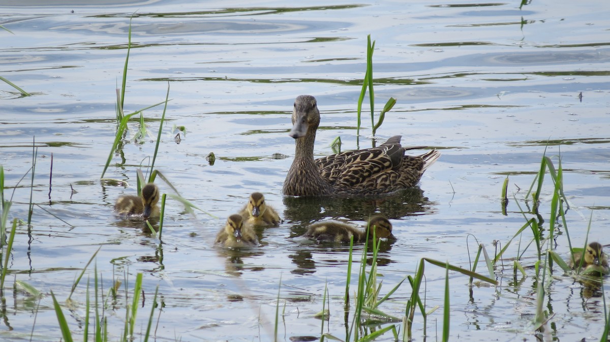 Mallard - Terry Hastings