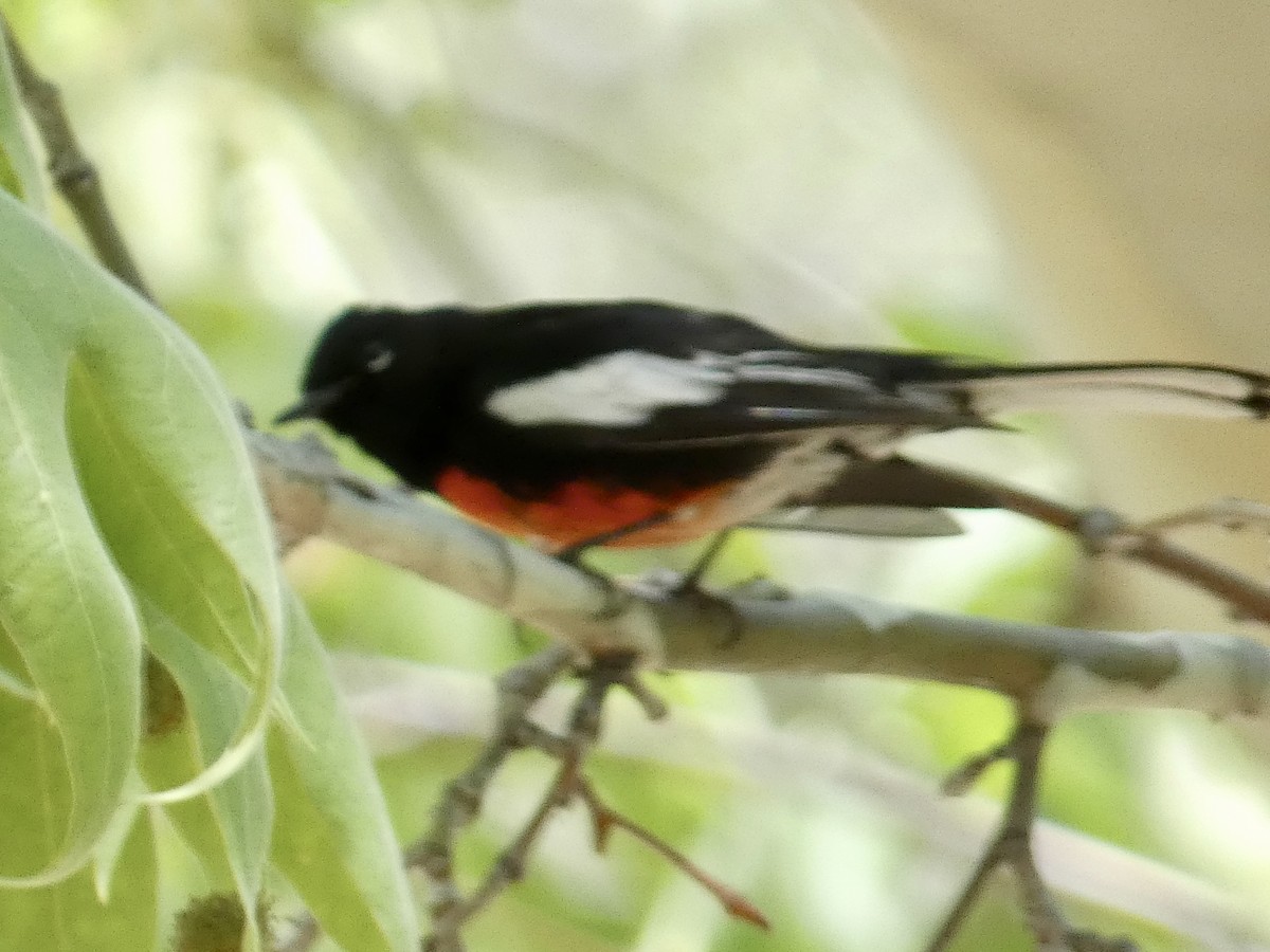 Painted Redstart - Robb Welch