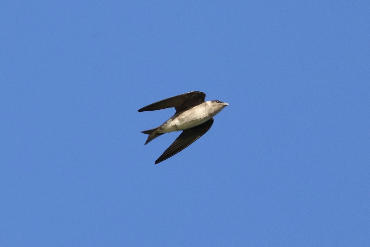 Purple Martin - Nicole Desnoyers